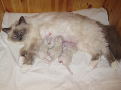 Silver Fairy with her kittens